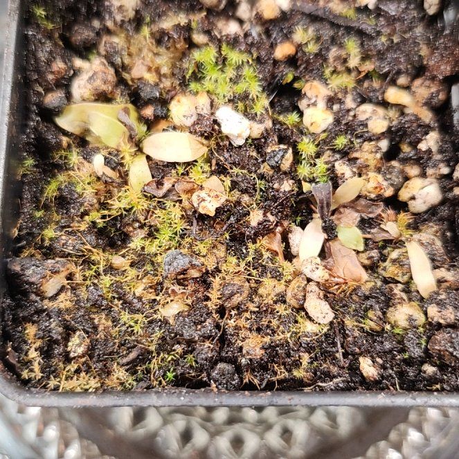 Photo of the plant species White Flower by @PleaseLeaf named Utricularia Longifolia on Greg, the plant care app