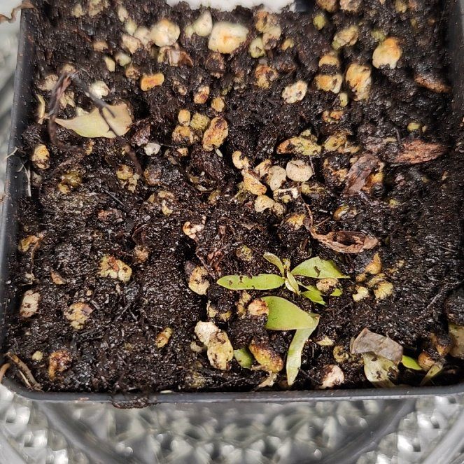 Photo of the plant species White Flower by @PleaseLeaf named Utricularia Longifolia W on Greg, the plant care app