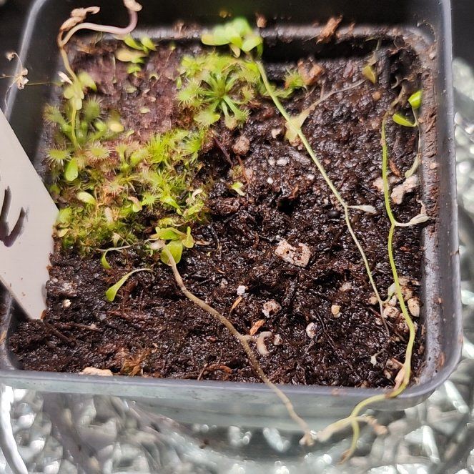 Photo of the plant species Bladderwort by @PleaseLeaf named Utricularia Sandersonii W on Greg, the plant care app