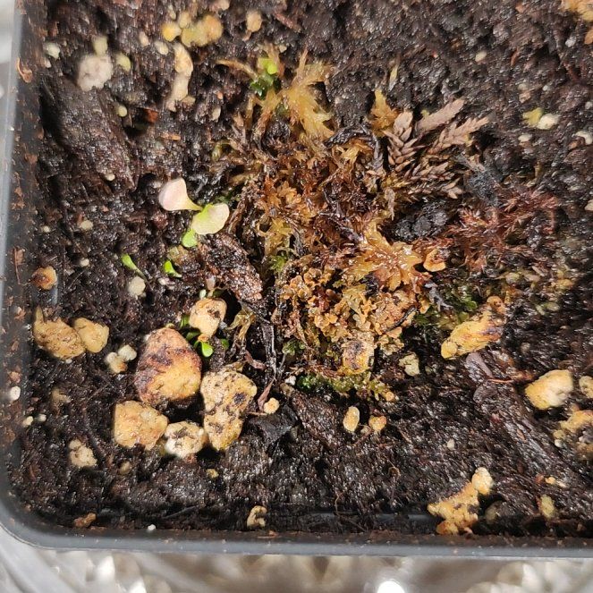 Photo of the plant species Bladderwort by @PleaseLeaf named Utricularia Sandersonii B on Greg, the plant care app