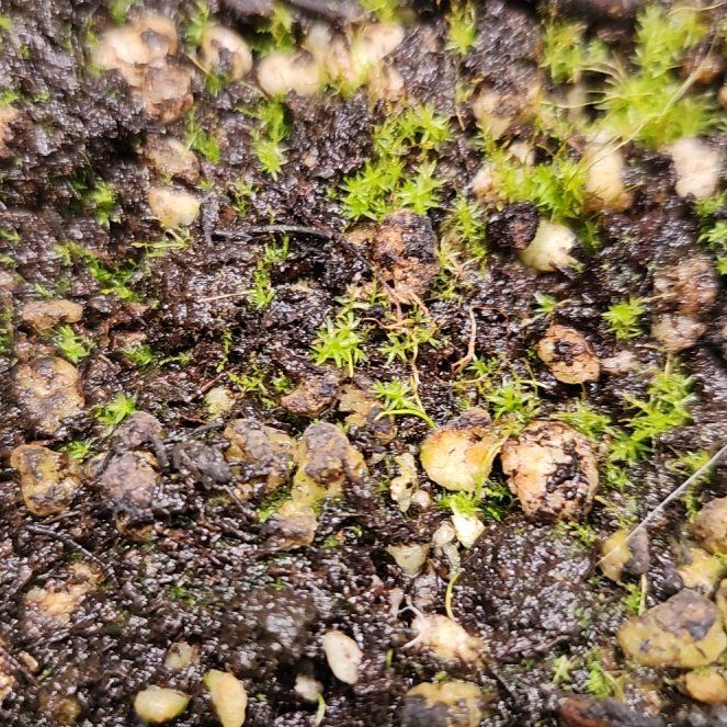Photo of the plant species Bladderwort by @PleaseLeaf named Utricularia Fulva on Greg, the plant care app