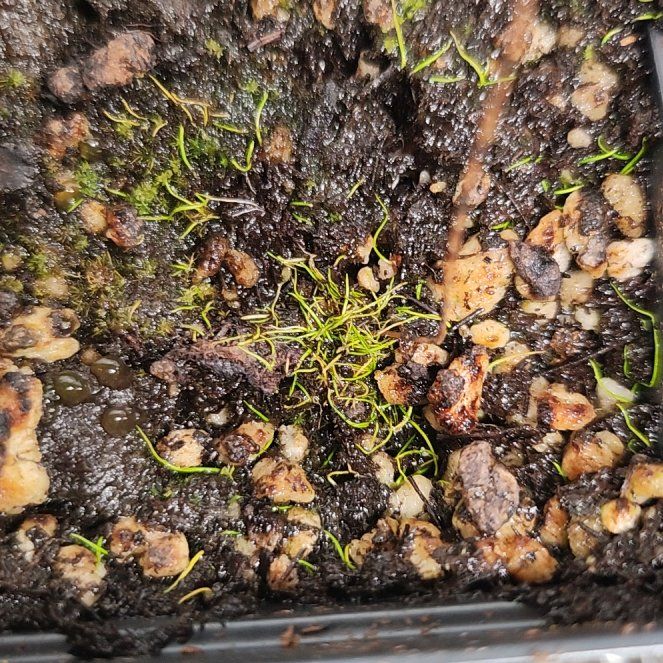 Photo of the plant species Horned Bladderwort by @PleaseLeaf named Utricularia Cornuta on Greg, the plant care app