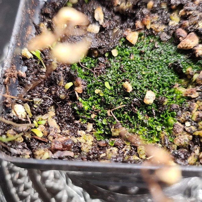 Photo of the plant species Bladderwort by @PleaseLeaf named Utricularia Livida on Greg, the plant care app