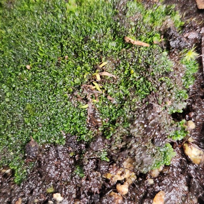Photo of the plant species Bladderwort by @PleaseLeaf named Utricularia Flaccida on Greg, the plant care app