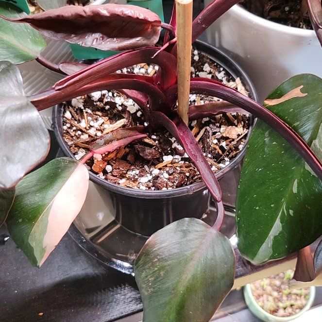 Photo of the plant species Philodendron 'Black Cherry' by @PleaseLeaf named I'm trying my best on Greg, the plant care app
