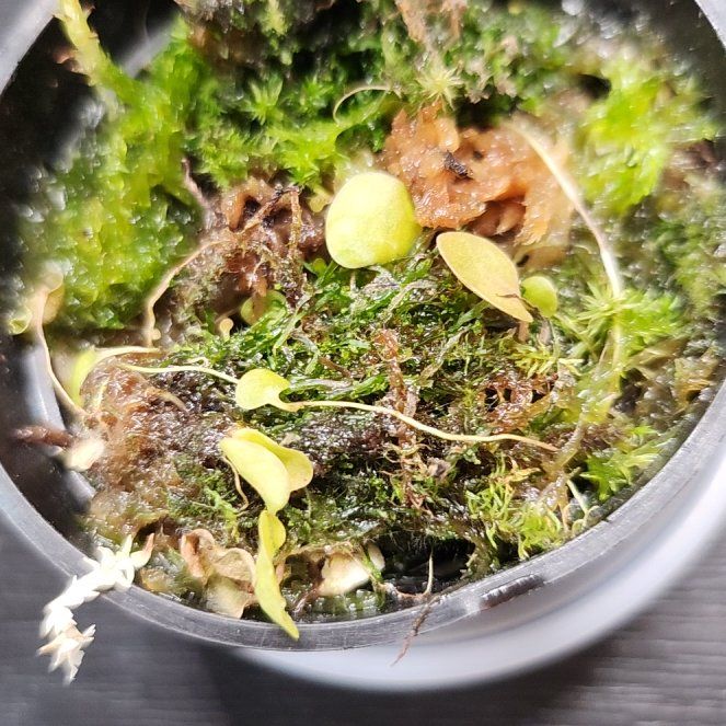 Photo of the plant species Bladderwort by @PleaseLeaf named Utricularia Nephrophylla on Greg, the plant care app