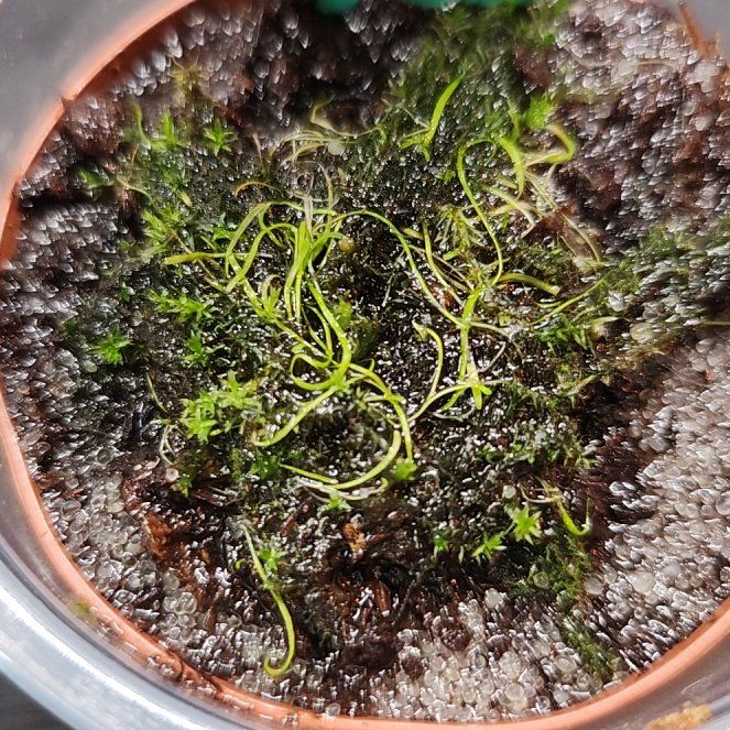 Photo of the plant species Bladderwort by @PleaseLeaf named Utricularia Lateriflora on Greg, the plant care app
