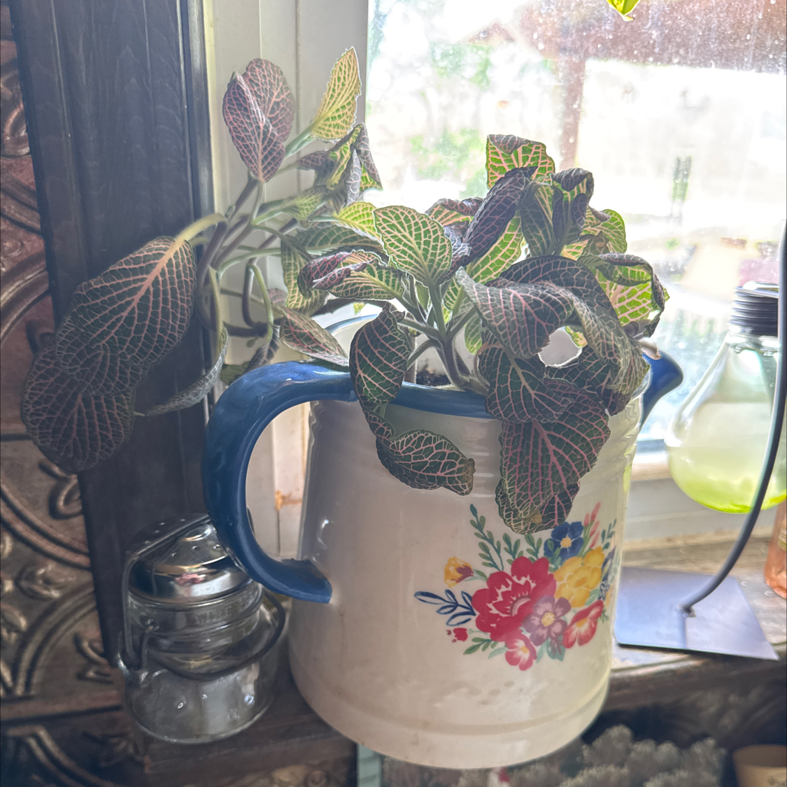 Photo of the plant species Nerve plant 'Juanita Red' by @QuirkyBrakefern named Juanita on Greg, the plant care app