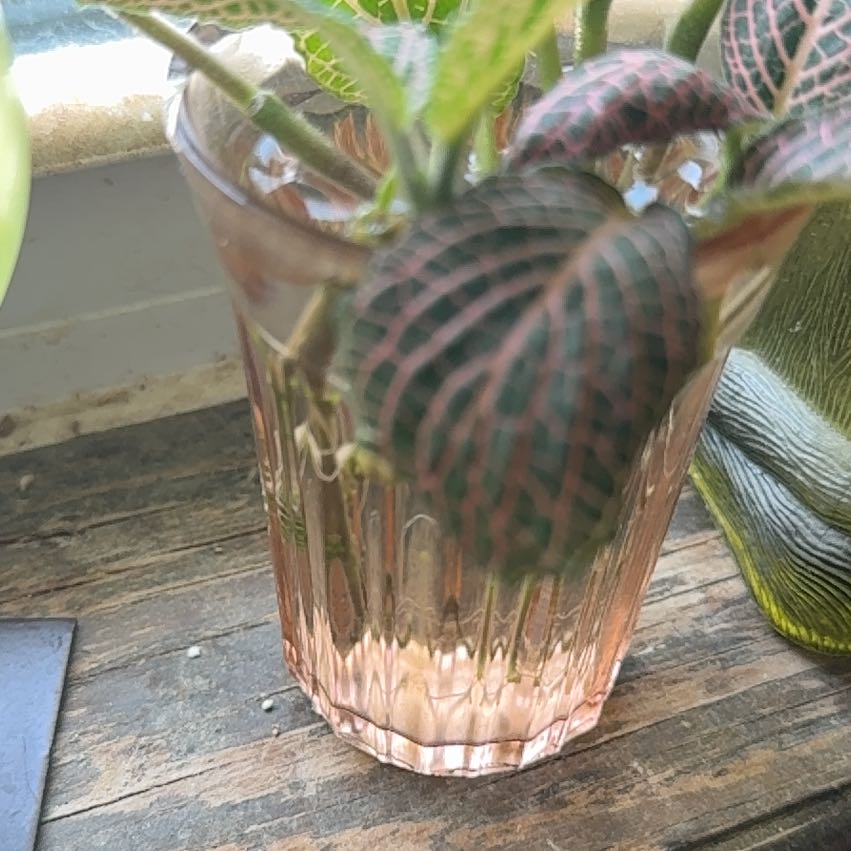 Photo of the plant species Nerve plant 'Juanita Red' by @QuirkyBrakefern named Jannette on Greg, the plant care app