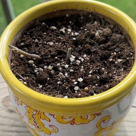 Photo of the plant species Nerve plant 'Juanita Red' by @QuirkyBrakefern named Nervine on Greg, the plant care app