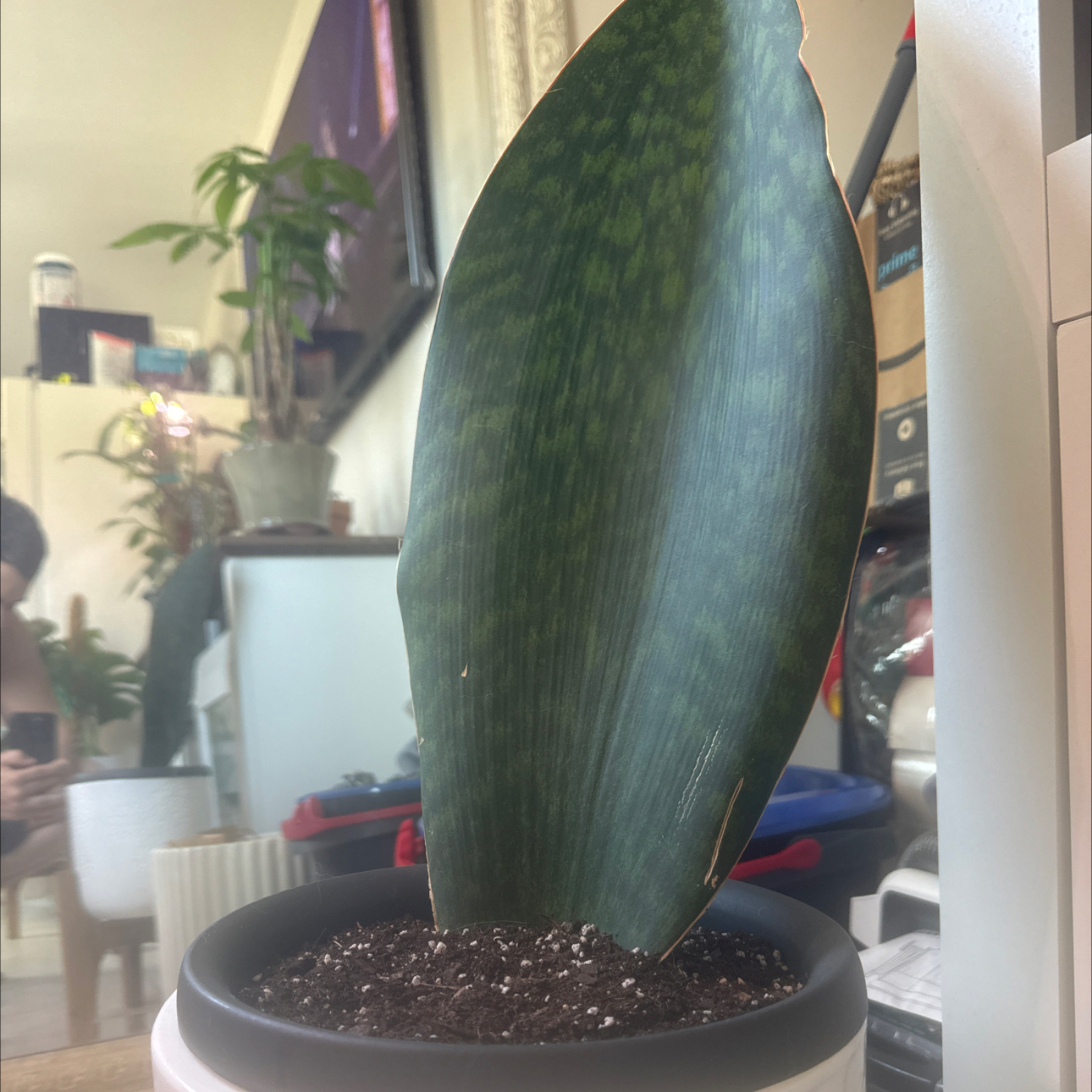 Photo of the plant species Whale Fin 'Black' by @Plantdaddypr named Wallie on Greg, the plant care app