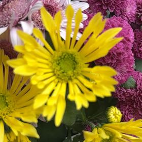 Photo of the plant species China Aster by @ClassyJuneplum named Elle on Greg, the plant care app