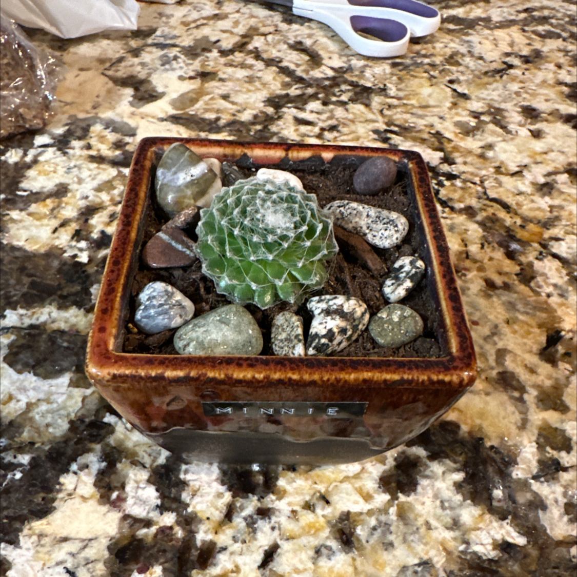 Photo of the plant species Teneriffe houseleek by @Yvettesoasis named Minnie on Greg, the plant care app