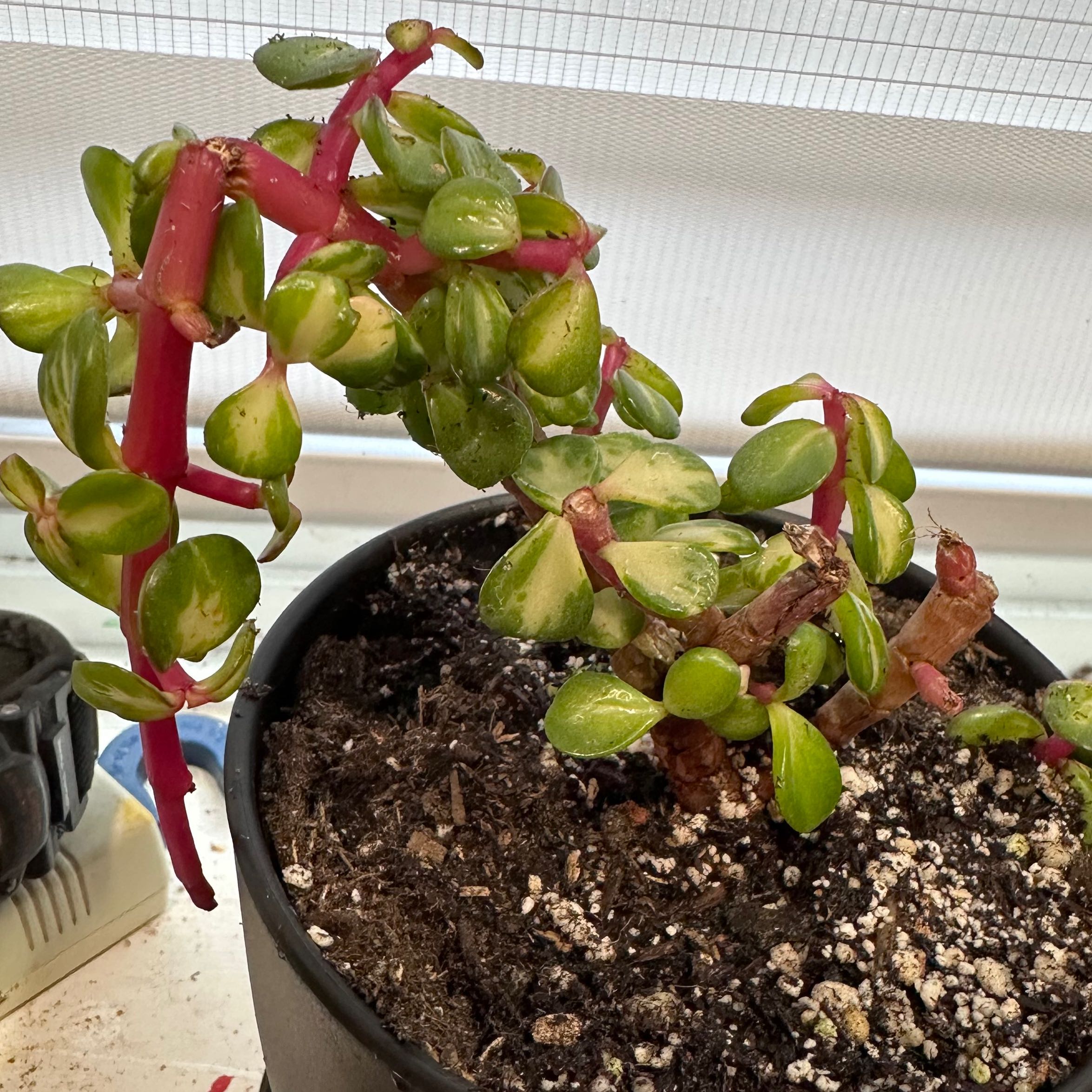Rainbow Elephant Bush in a pot with visible soil and vibrant red stems.