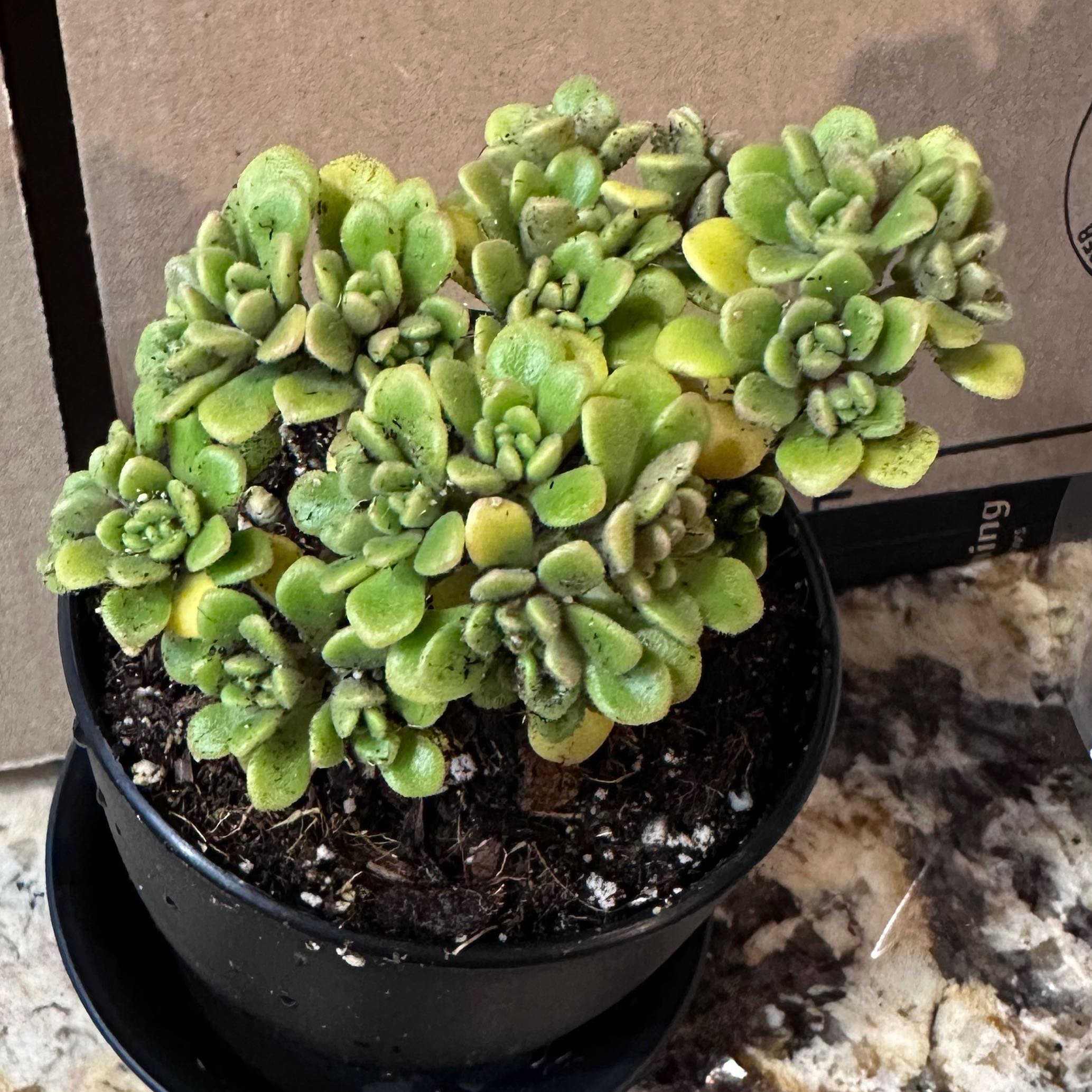 Photo of the plant species Aeonium lindleyi by @Yvettesoasis named Stella on Greg, the plant care app