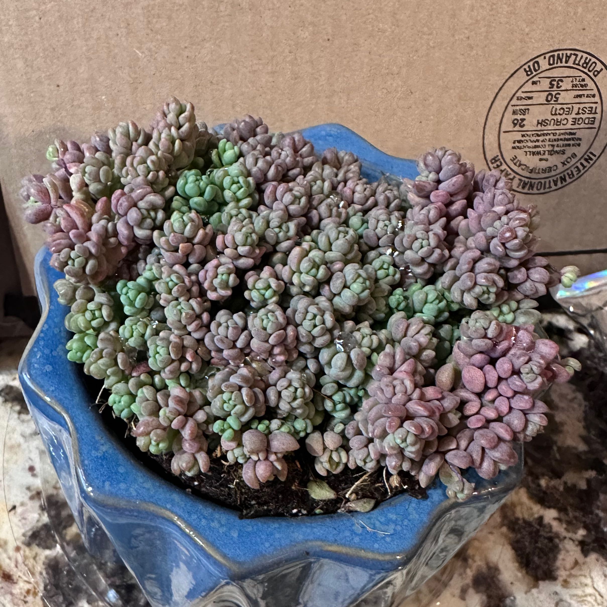 Corsican Stonecrop plant in a blue pot with healthy green and purple hues.