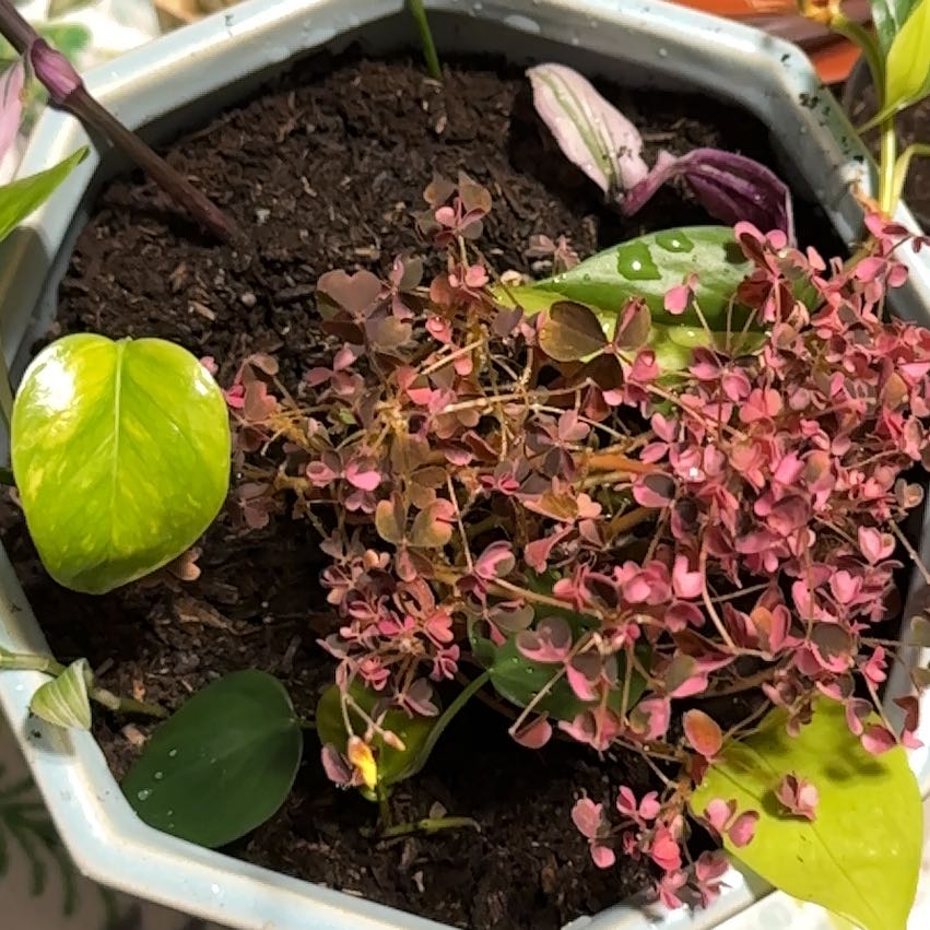Potted Creeping Woodsorrel with pinkish leaves and visible yellowing on one leaf.