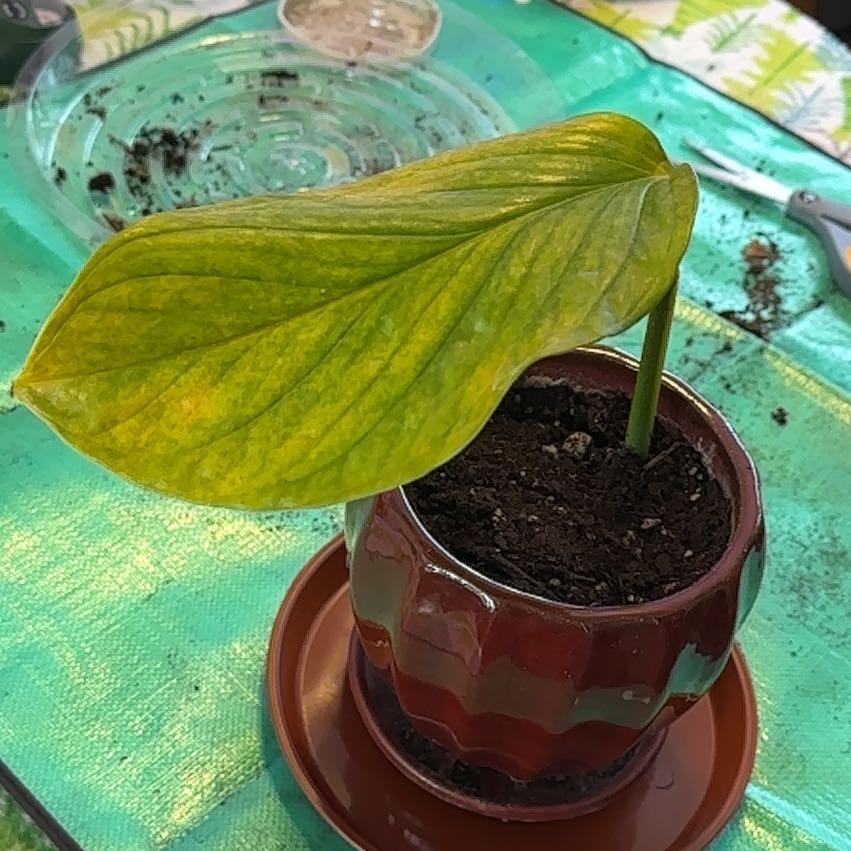 Monstera 'Albo' plant with yellowing leaf in a pot, soil visible.