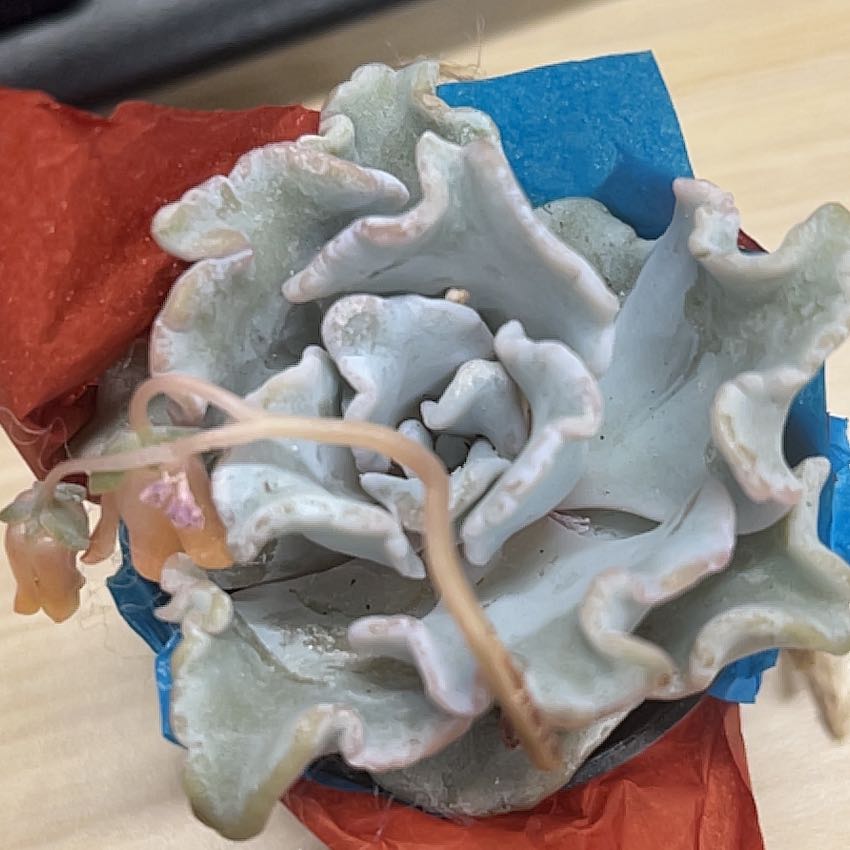 Photo of the plant species Echeveria 'Rosea' by @SleekDogfennel named Homer on Greg, the plant care app