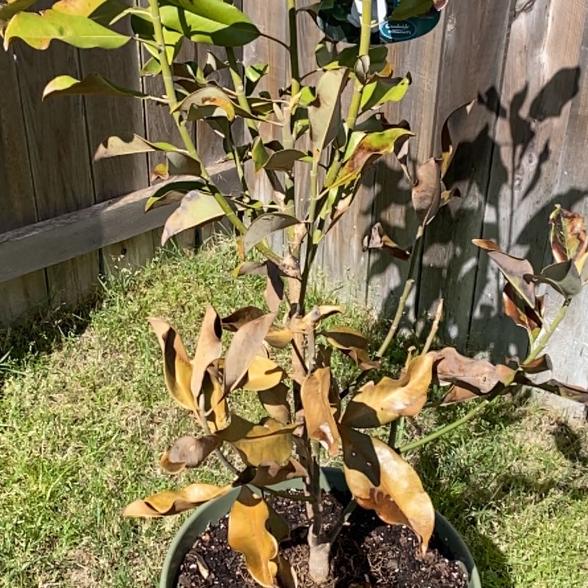 Photo of the plant species Bracken Brown Beauty Magnolia by @YesLilacsage named Magnolia on Greg, the plant care app