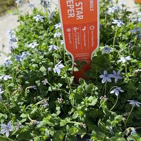 Photo of the plant species Blue Star Creeper by @PhenomenalMahoe named Eva on Greg, the plant care app