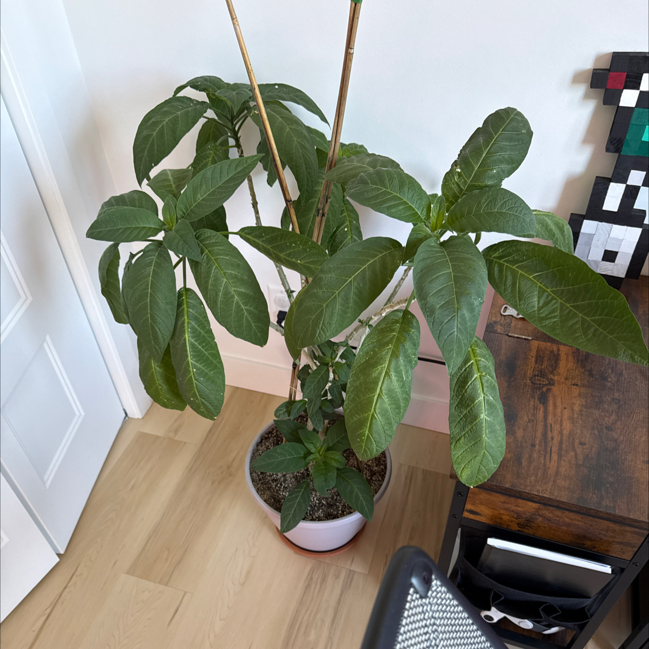 Photo of the plant species Angel Trumpet by @SapientMyagrum named Luna on Greg, the plant care app
