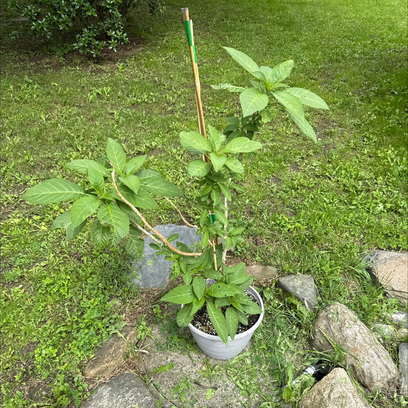 Photo of the plant species Angel Trumpet by @SapientMyagrum named Luna on Greg, the plant care app