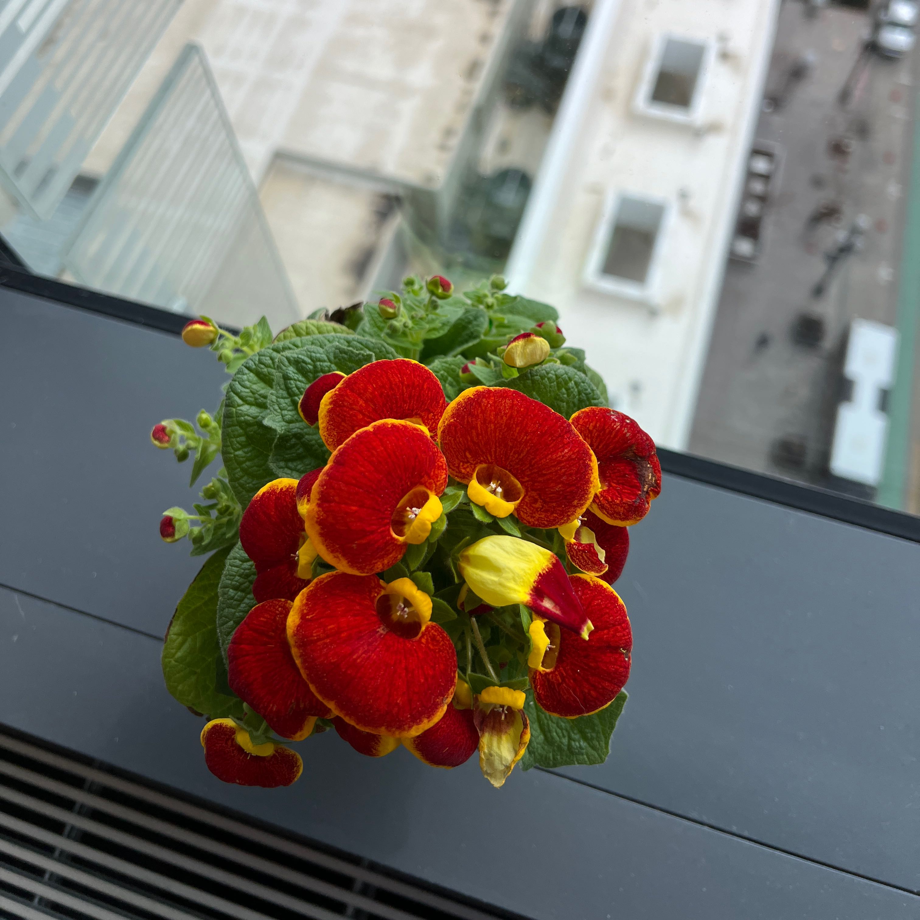 Photo of the plant species Pocketbook Plant by @WiseSweetbroom named Aria on Greg, the plant care app