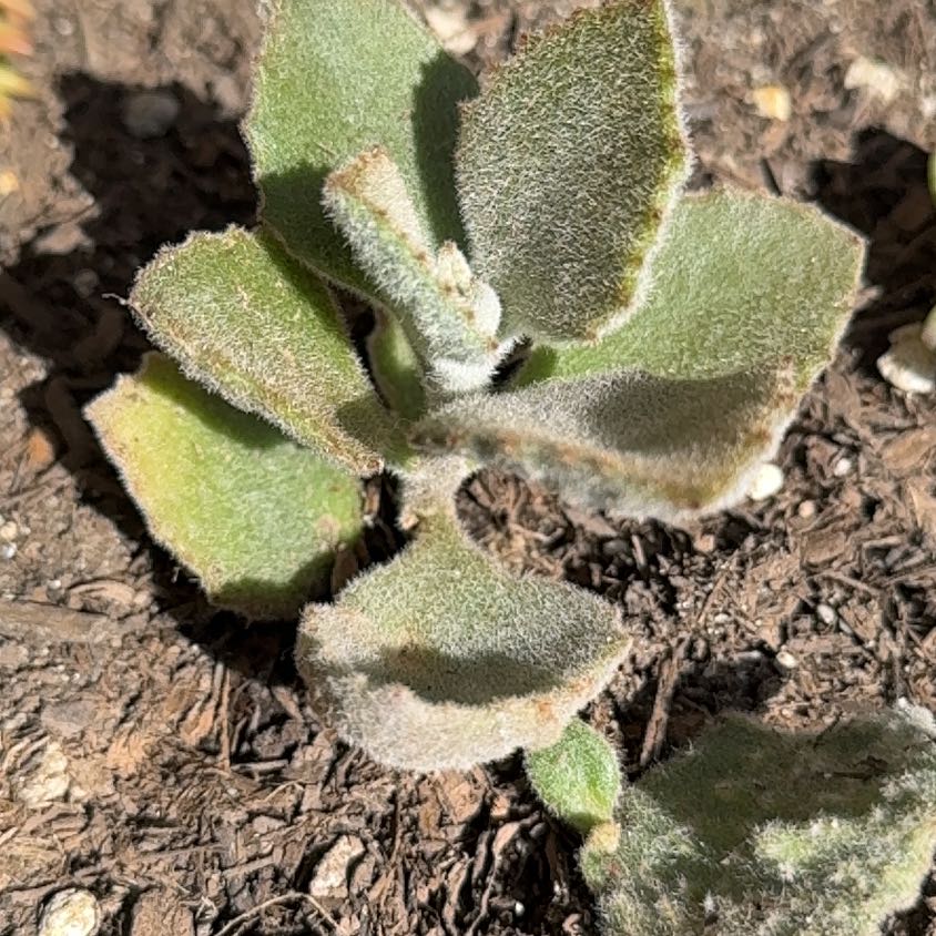 Photo of the plant species Tricolor Lavender Scallops by @LordlyRedlog named Sonora on Greg, the plant care app