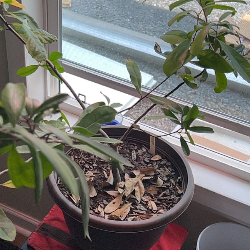 Photo of the plant species yerba mate by @Slothington named Sonora on Greg, the plant care app