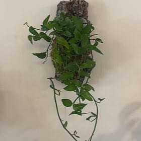 Photo of the plant species Skeleton Key Pothos by @StressyGrape named Jeremy on Greg, the plant care app