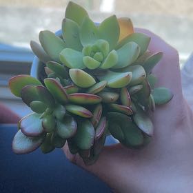 Photo of the plant species Dolomiten-Fingerkraut by @VipViciasativa named Bob on Greg, the plant care app