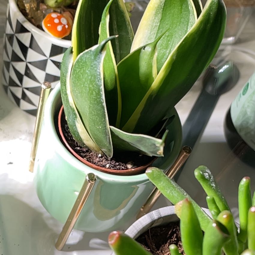 Black Star Snake Plant in a small pot with visible soil, well-framed and healthy.