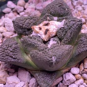 Photo of the plant species Living Rock Cactus by @MiraclePepino named Sanders on Greg, the plant care app