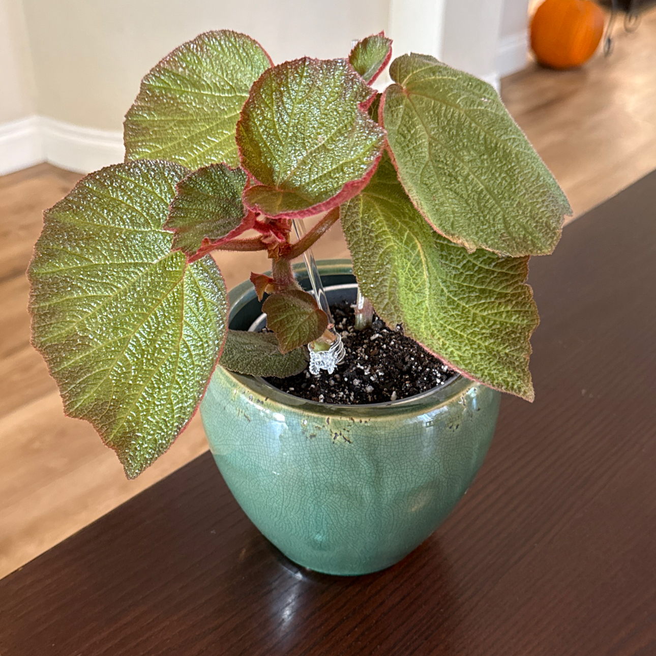 Photo of the plant species Begonia Acetosa by @Niksgarden named Ruby - El Plantio on Greg, the plant care app