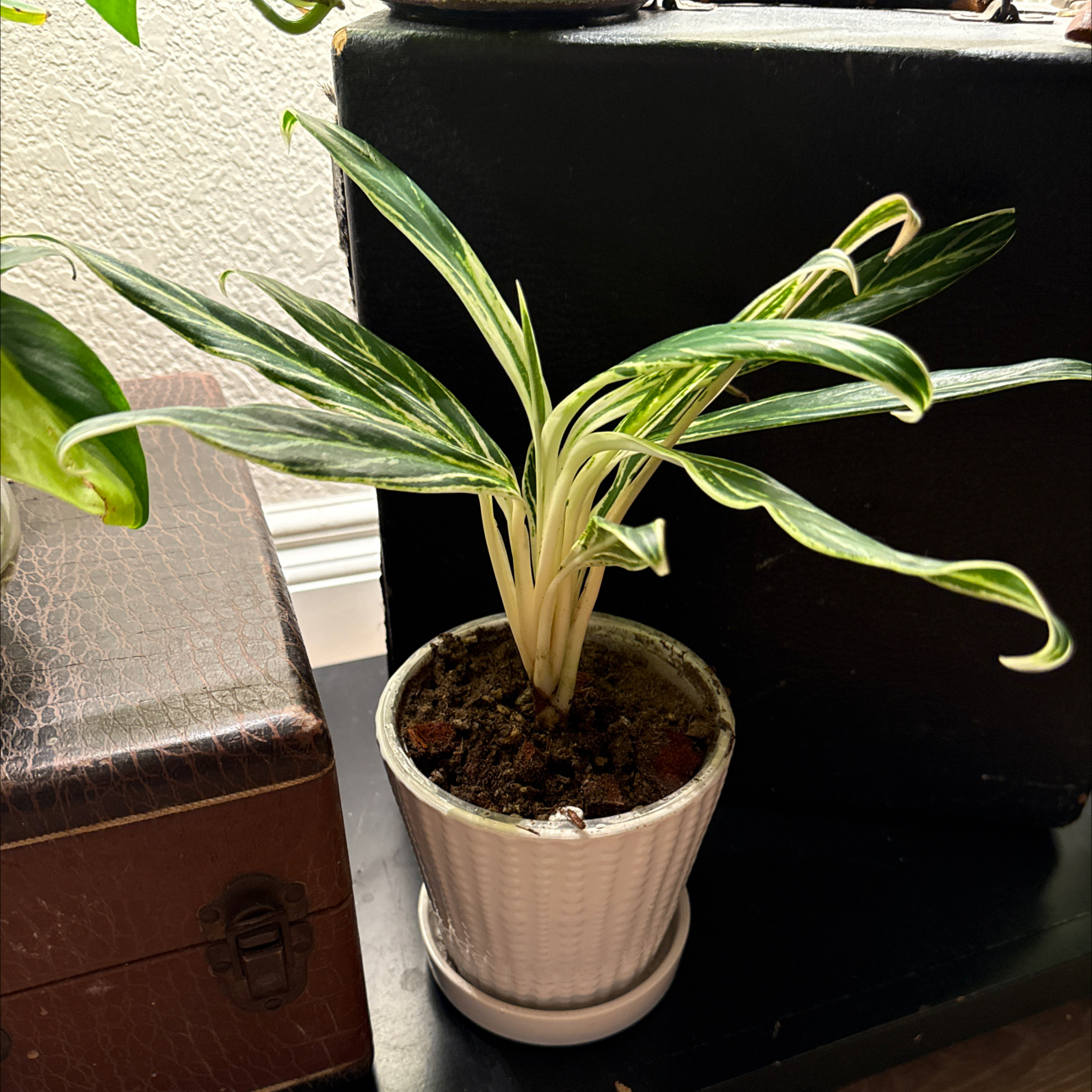 Photo of the plant species Aglaonema 'Cutlass' by @Niksgarden named Bamboo- BWH on Greg, the plant care app