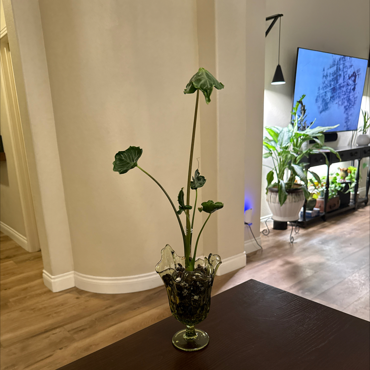 Photo of the plant species Alocasia 'Teletubbies' by @Niksgarden named ChloroPhil on Greg, the plant care app
