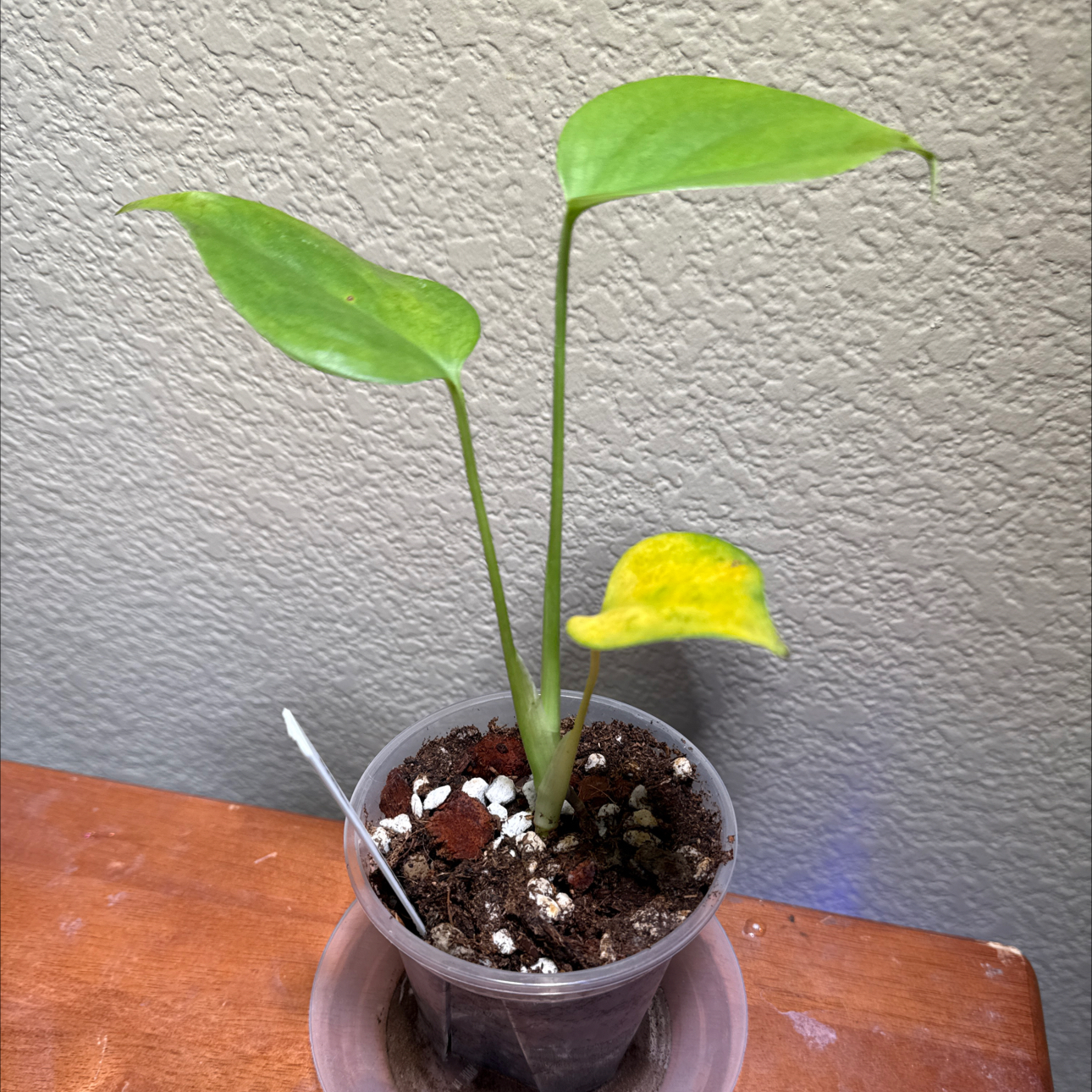 Photo of the plant species Monstera deliciosa var. sierrana by @Niksgarden named Sierrana - Etsy on Greg, the plant care app