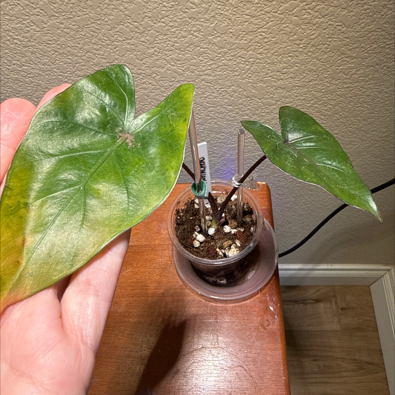 Photo of the plant species Metalhead by @Niksgarden named Metaloca - Alocasia / Etsy on Greg, the plant care app