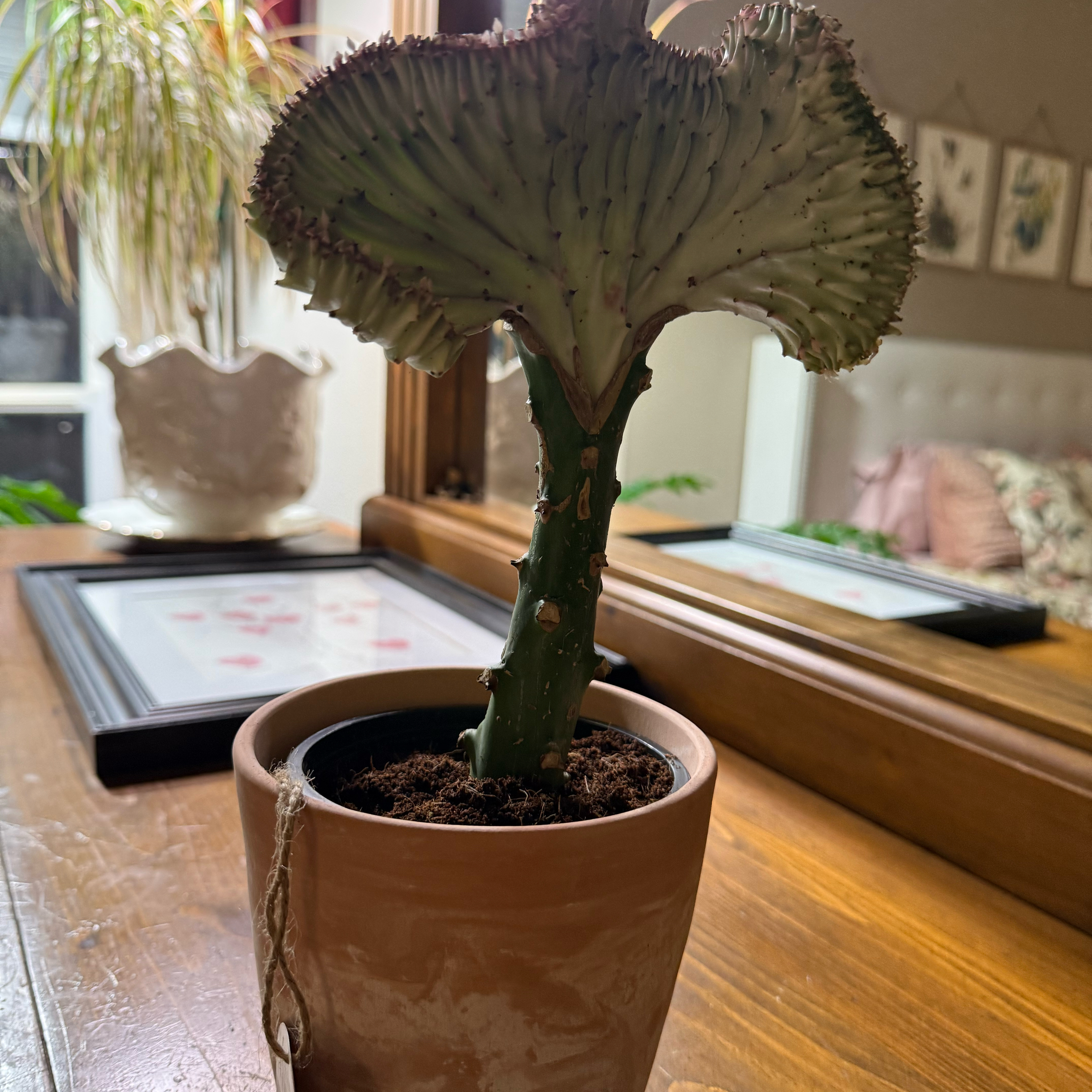Plant care for Hoya Bella Outer Variegated on Greg, the plant care app