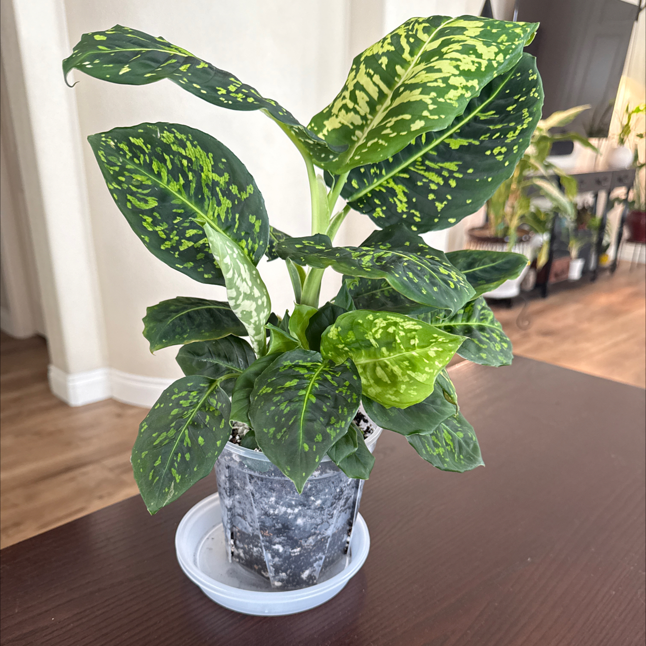 Photo of the plant species Dumb Cane 'Reflector' by @Niksgarden named Jim - Home Depot on Greg, the plant care app