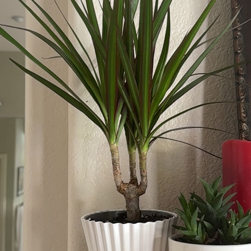 Photo of the plant species Dracaena marginata 'Spike' by @Niksgarden named Spike - Ikea on Greg, the plant care app