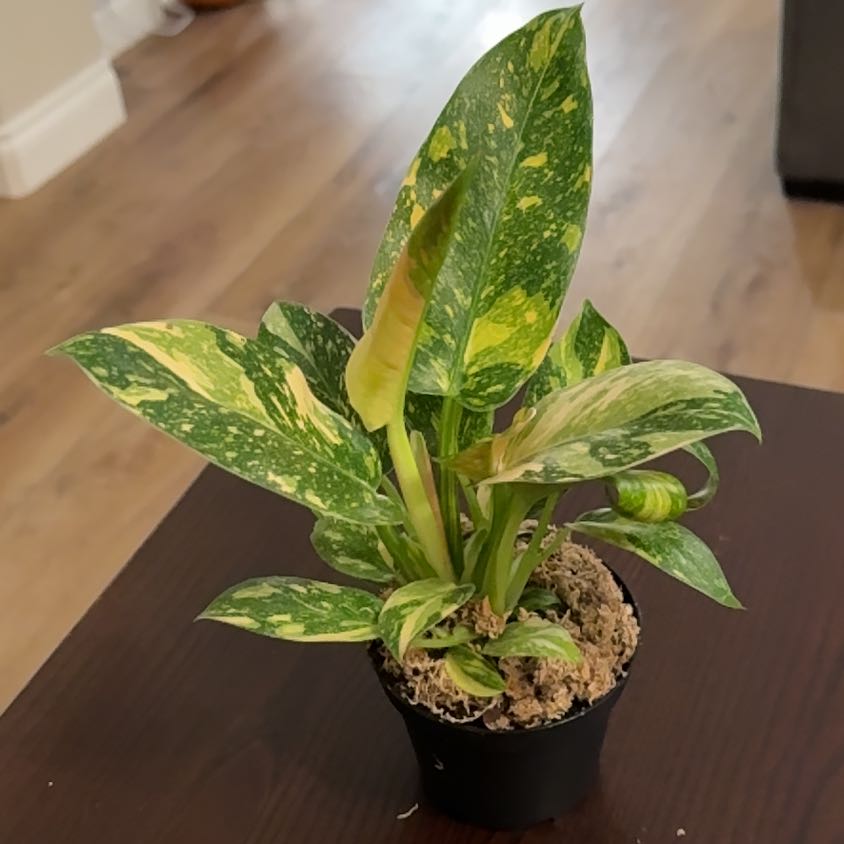Photo of the plant species Variegated Philodendron hastatum by @Niksgarden named Green Congo 'Copper Flame - BWH on Greg, the plant care app