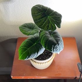 Photo of the plant species Alocasia Maharni Aurea by @Niksgarden named Arni  - Lowe's on Greg, the plant care app
