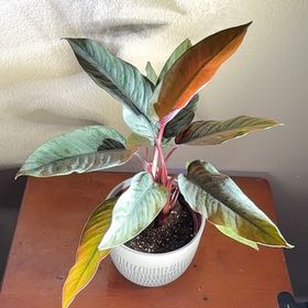 Photo of the plant species Chinese Evergreen by @Niksgarden named Aglaonema Cutlass - Lowe's on Greg, the plant care app