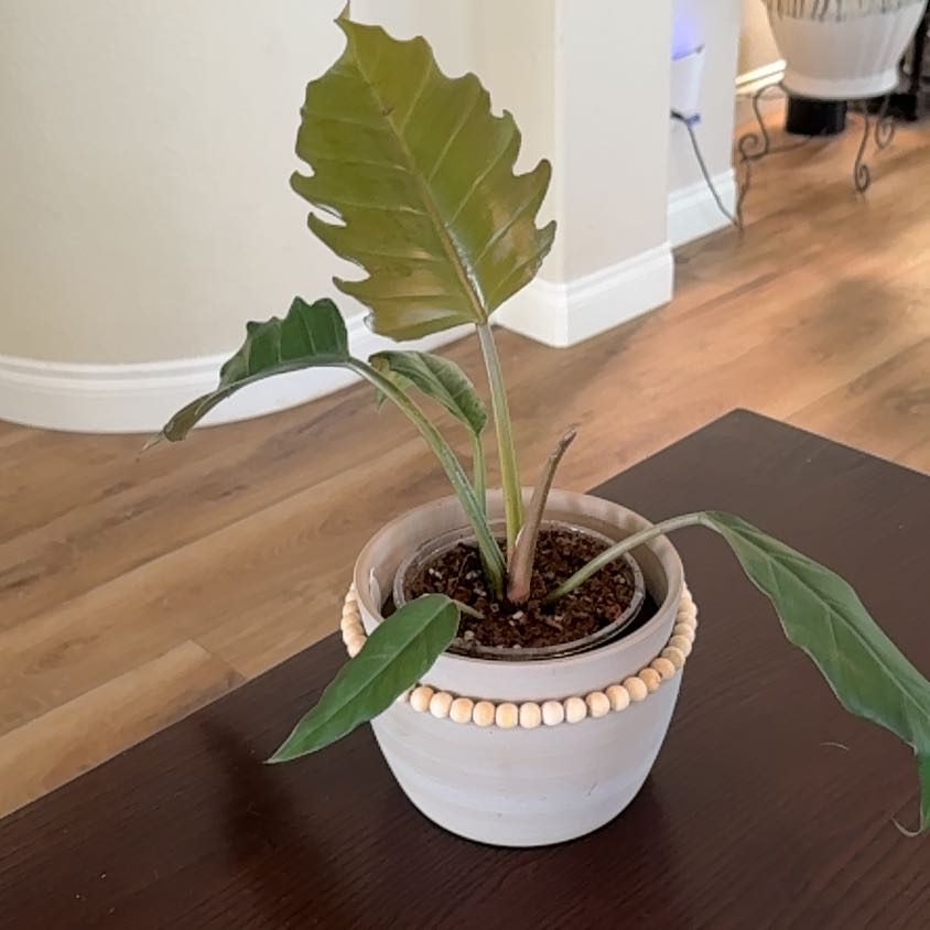 Photo of the plant species Carmel Marble Philodendron by @Niksgarden named Carmel - Terra Bella on Greg, the plant care app