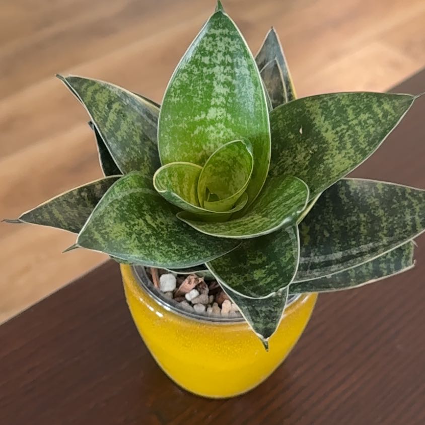 Photo of the plant species Sansevieria ‘Misty Star’ by @Niksgarden named Misty - Terra Bella on Greg, the plant care app
