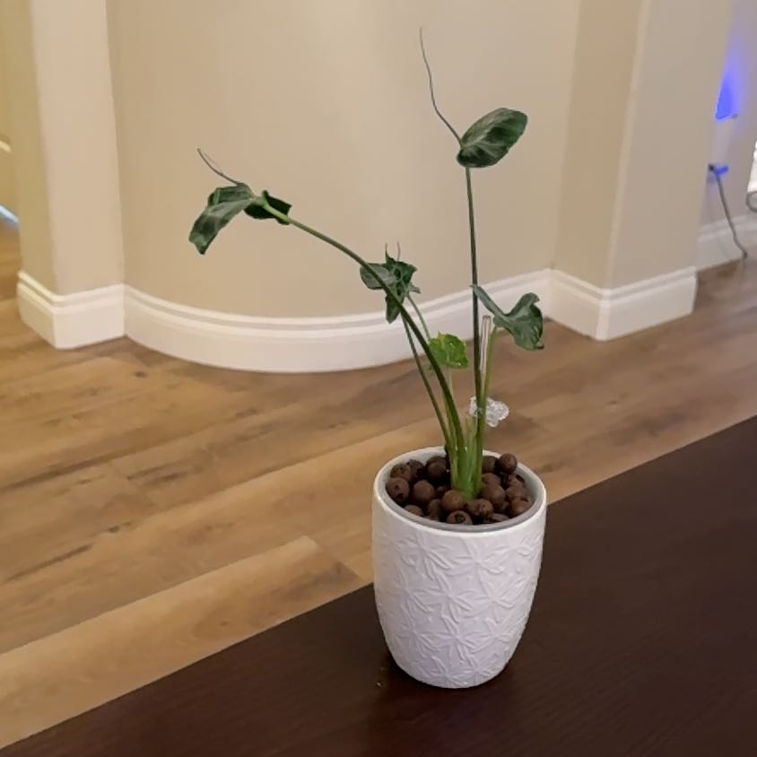 Photo of the plant species Alocasia 'Teletubbies' by @Niksgarden named LaLa - RootedPlantShop on Greg, the plant care app