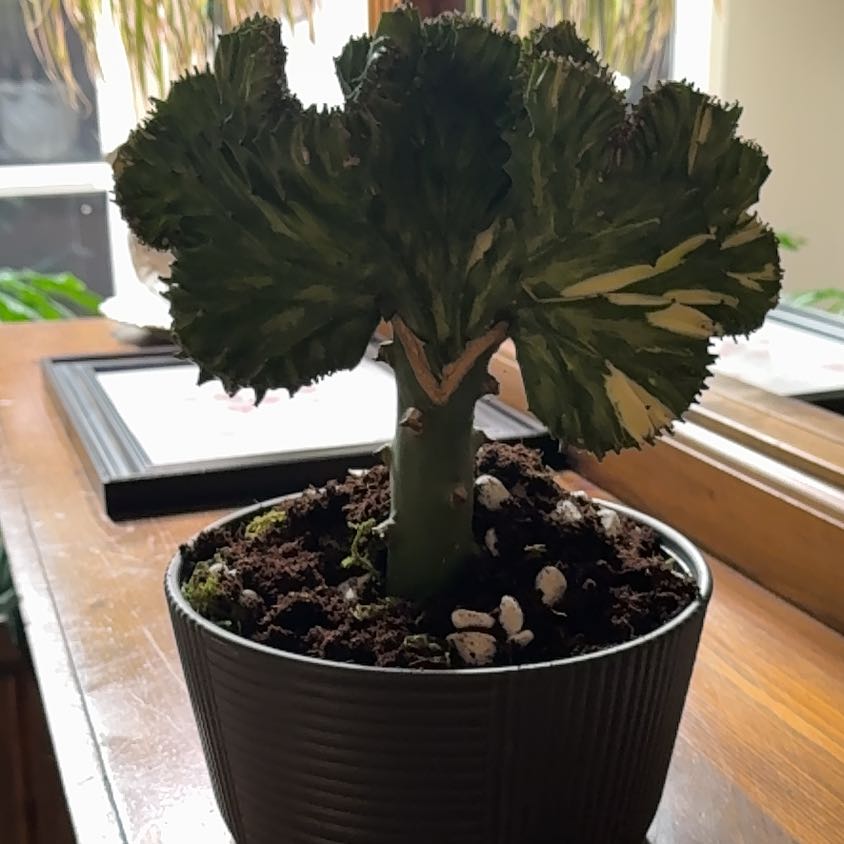 Photo of the plant species Bella, Coral Cactus by @Niksgarden named Coral - Home Depot on Greg, the plant care app