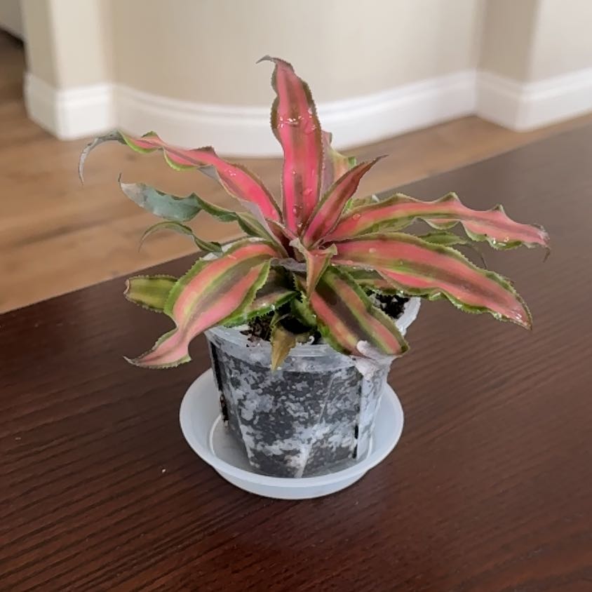 Photo of the plant species Red Star Bromeliad by @Niksgarden named Nova - Green Nook on Greg, the plant care app